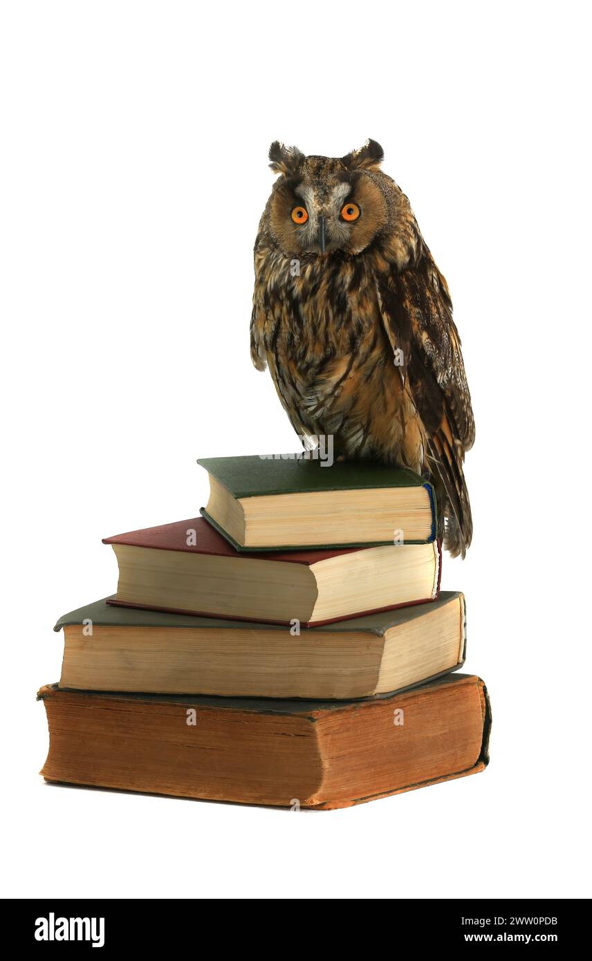 owl sits on old books Stock Photo