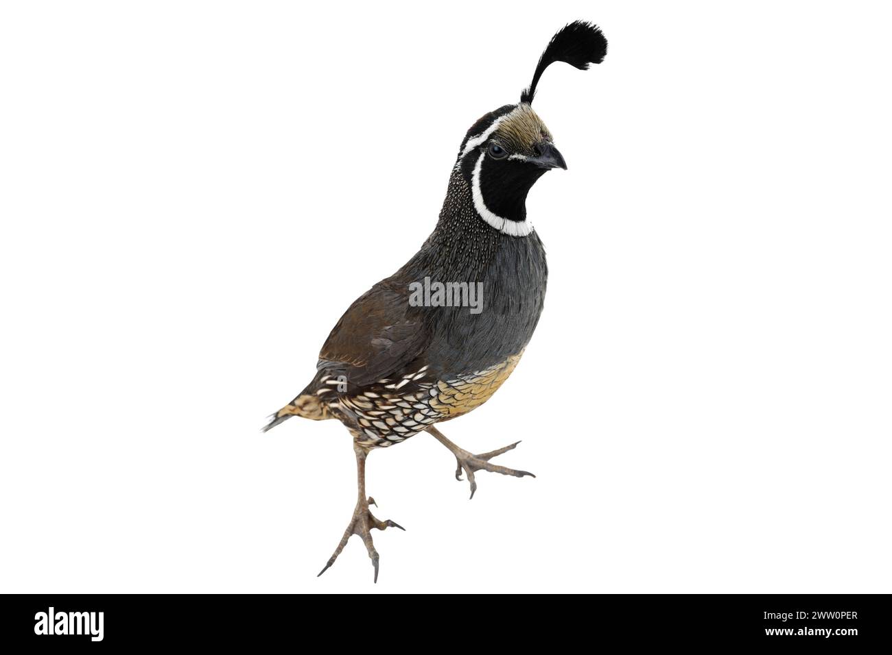 California Quail on a white background Stock Photo - Alamy