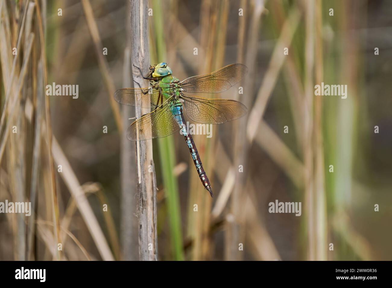 insect, wing, dragonfly, helicopter, fly, flies, flys, flying, macro,  close-up Stock Photo - Alamy