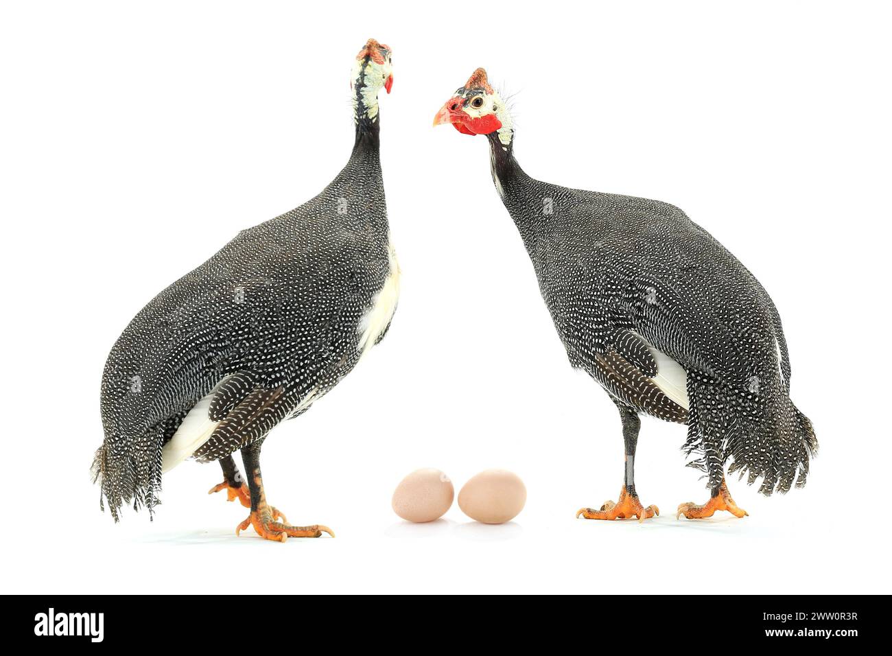 Visual Reference: Guinea Fowls And Egg Isolated On A White Background In