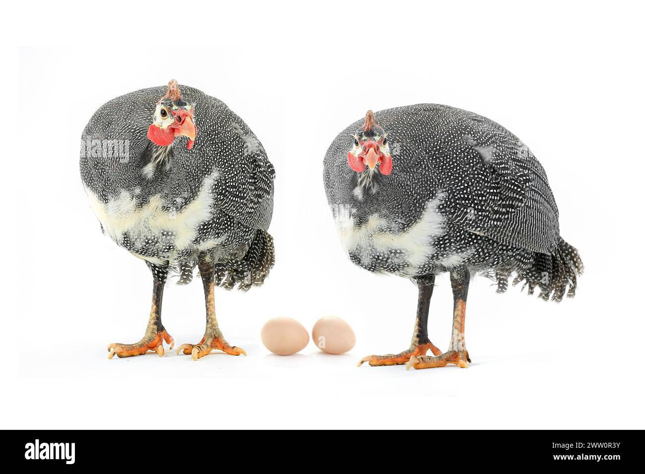 Curated visual reference: Gallery Detail: Guinea Fowl And Egg Isolated On A White Background In