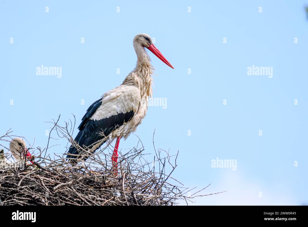 White stork and baby stork sitting in the nest. Stock Photo