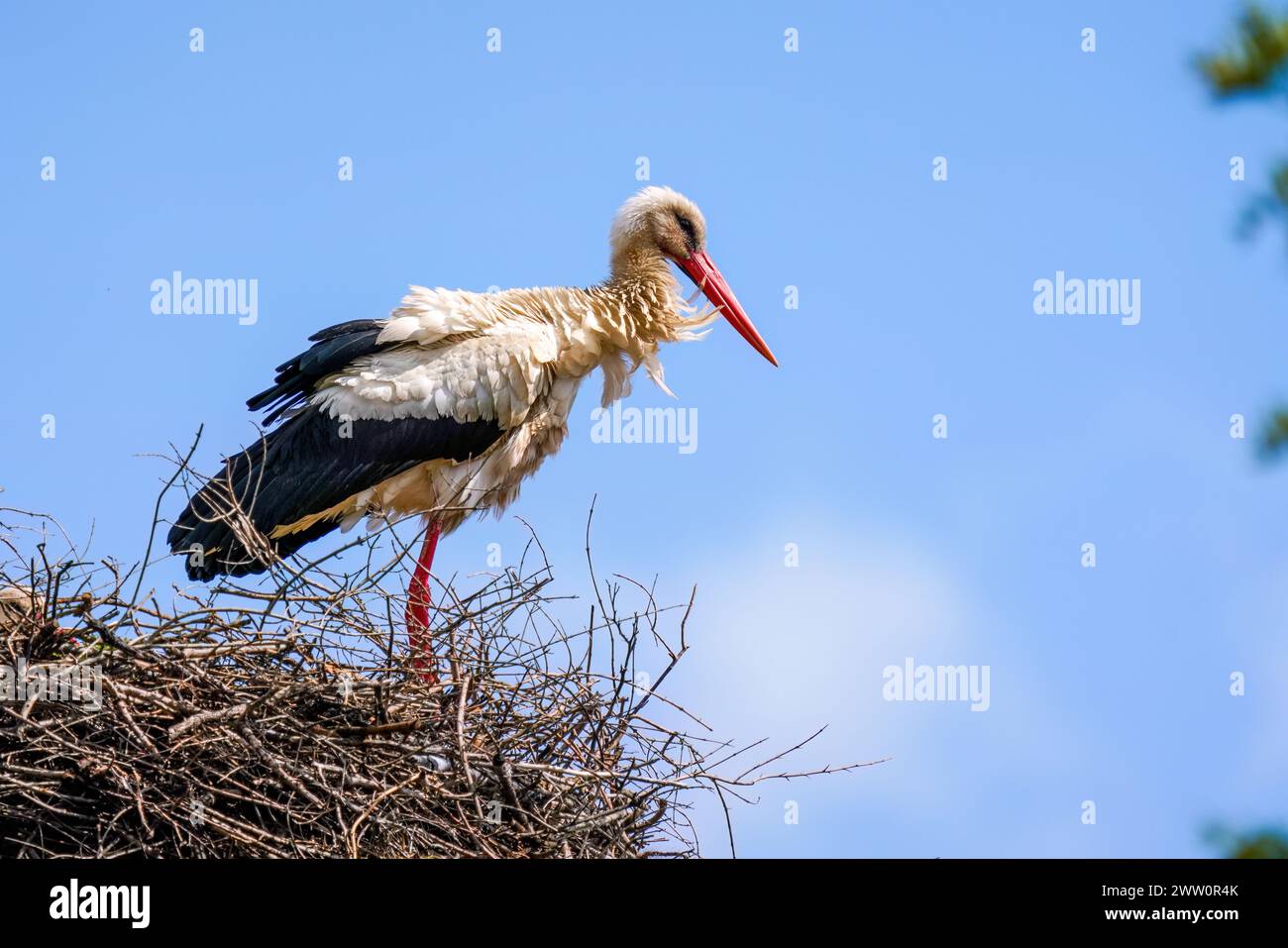 White stork and baby stork sitting in the nest. Stock Photo