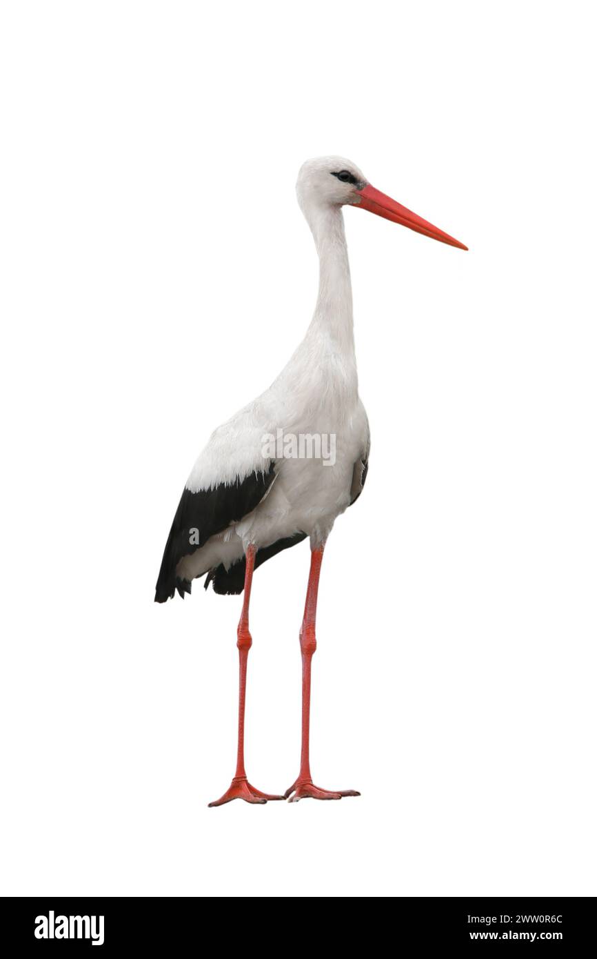 stork bird isolated on white background Stock Photo