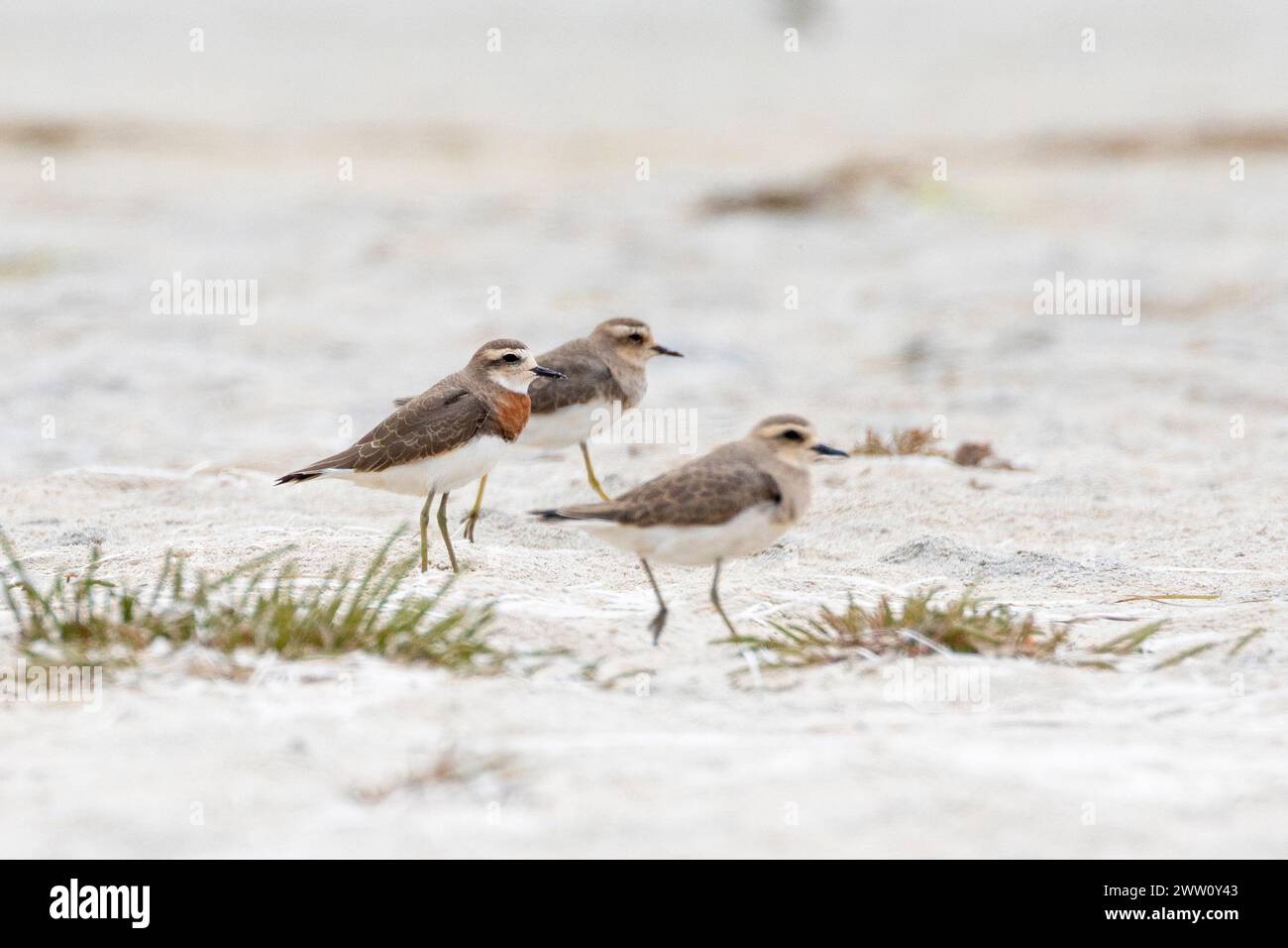 Vagrant breeding male Caspian Plover (Charadrius asiaticus), Heuningnes River Estuary, De Mond, Western Cape, South Africa. Rare Palearctic summer vis Stock Photo