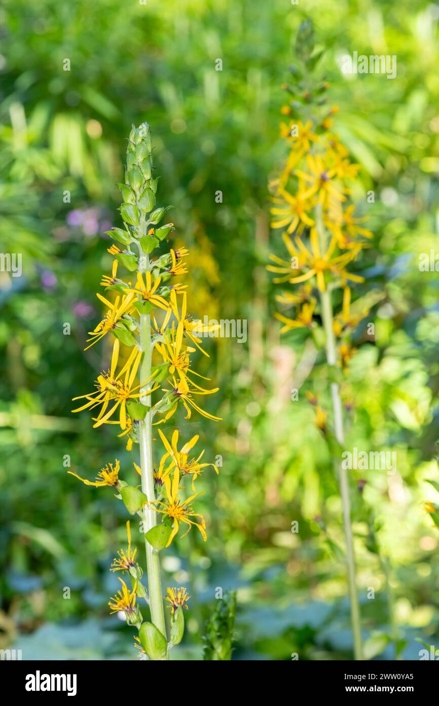 Close up of Fischers ragwort (ligularia Fischeri) flowers in bloom Stock Photo
