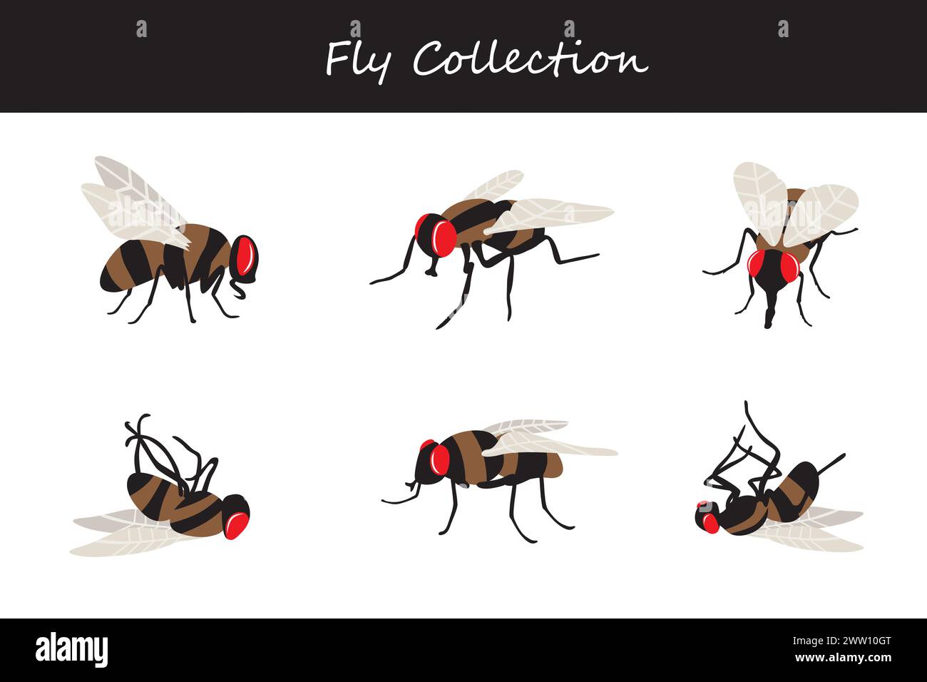 fly collection. Vector illustration. Isolated on white background Stock ...