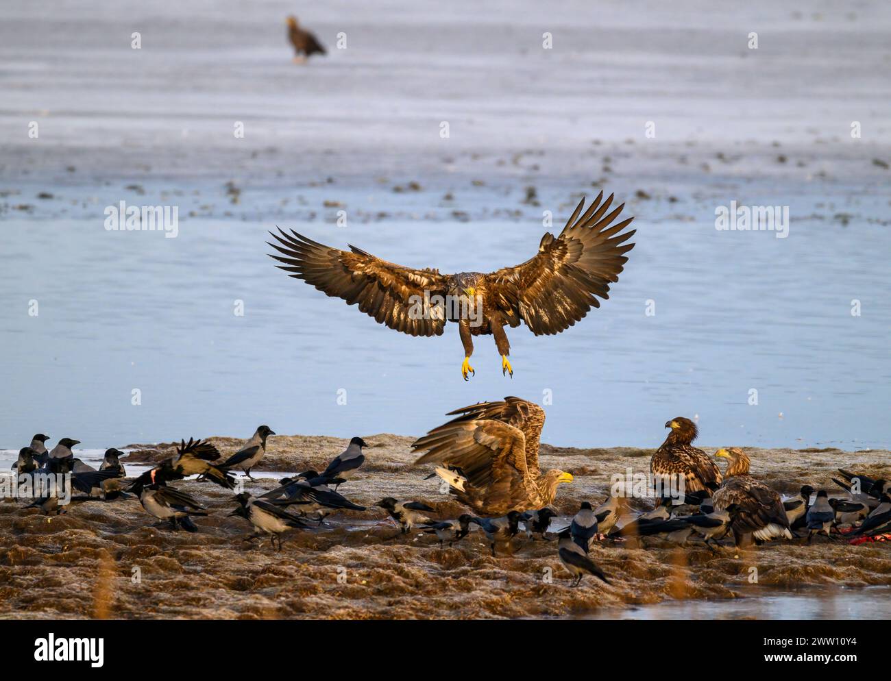 White-tailed Eagle landing on wetland Stock Photo