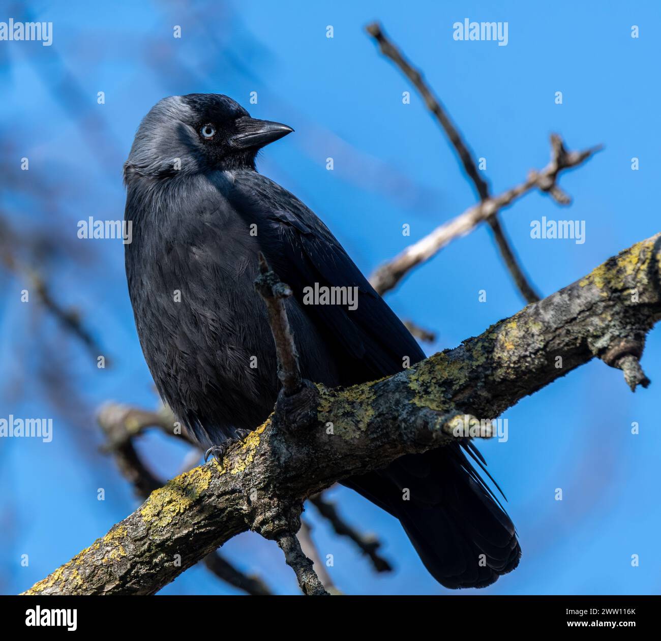 Western Jackdaw standing on branch Stock Photo