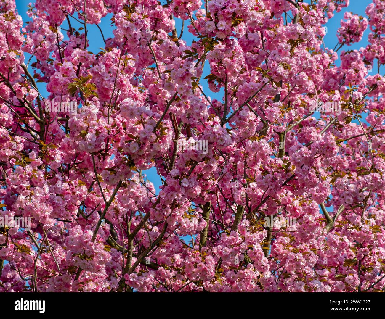 sakura bloom, Japanese cherry, spring tree flowers, spring blossom, Prunus serrulata Stock Photo