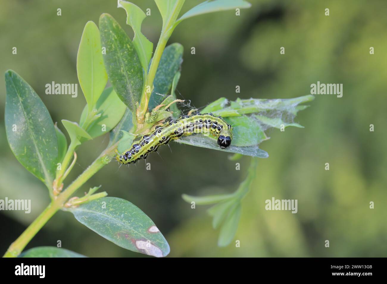 Caterpillar of Cydalima perspectalis, know as box tree moth Stock Photo ...