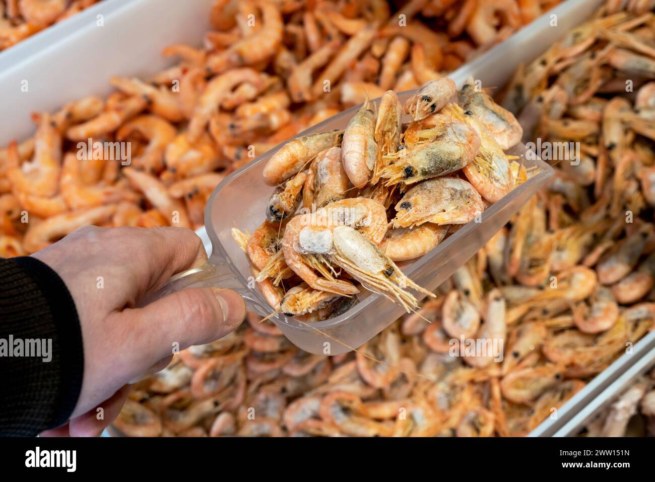 Frozen shrimp in a supermarket or grocery store, close-up. Seafood. Man holds scoop with shrimp in supermarket. Stock Photo