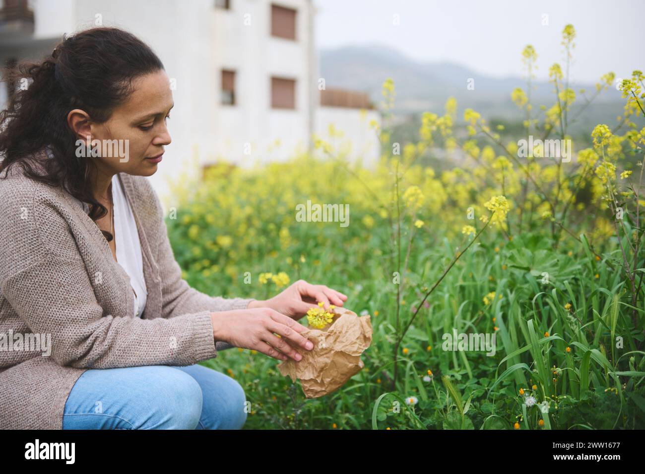 Confident multi ethnic young woman gathering herbs and healing plants for medical use, collecting flowers in a paper bag in the nature. The concept of Stock Photo