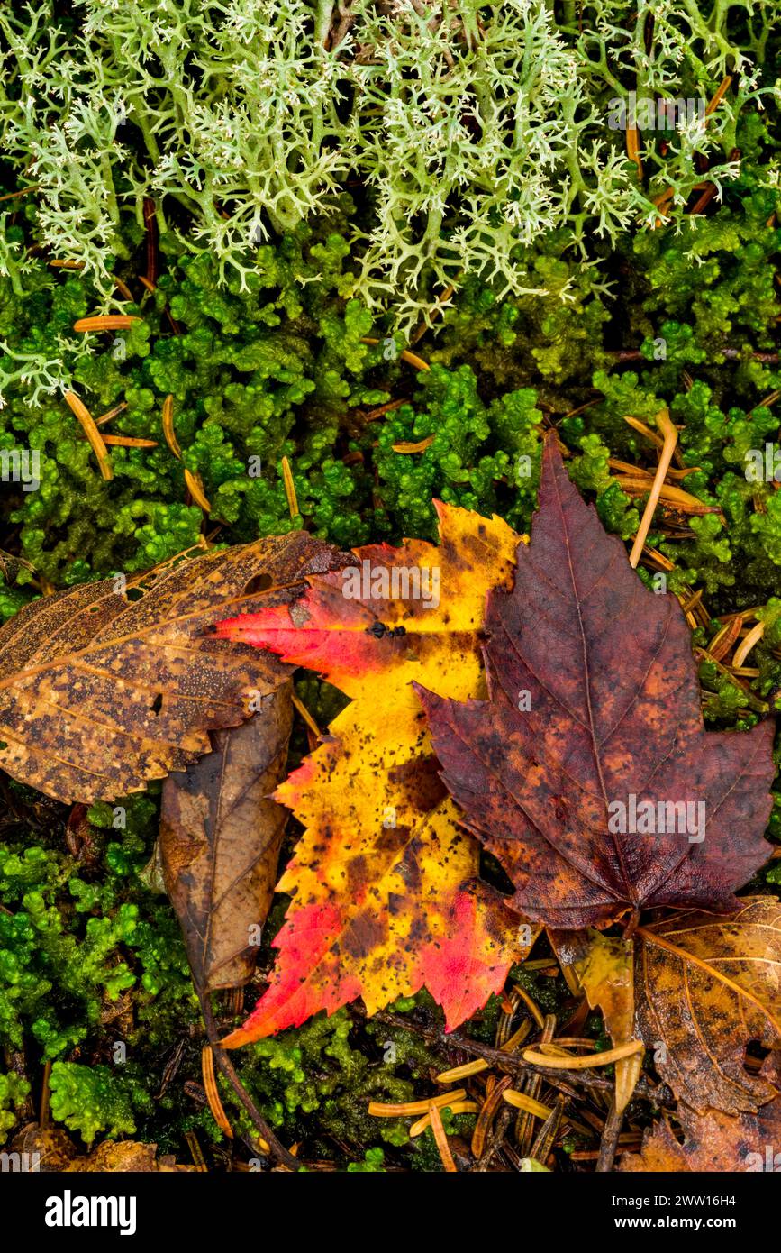 Moss, lichen and fall leaves on a woodland forest floor, White Mountain National Forest , New Hampshire Stock Photo