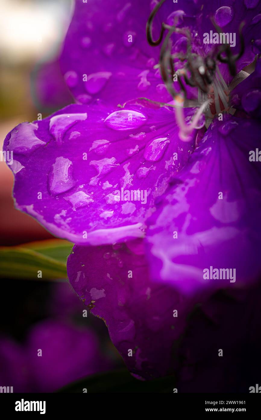 A vertical closeup shot of rain drops on the petals of a purple glory tree flower Stock Photo