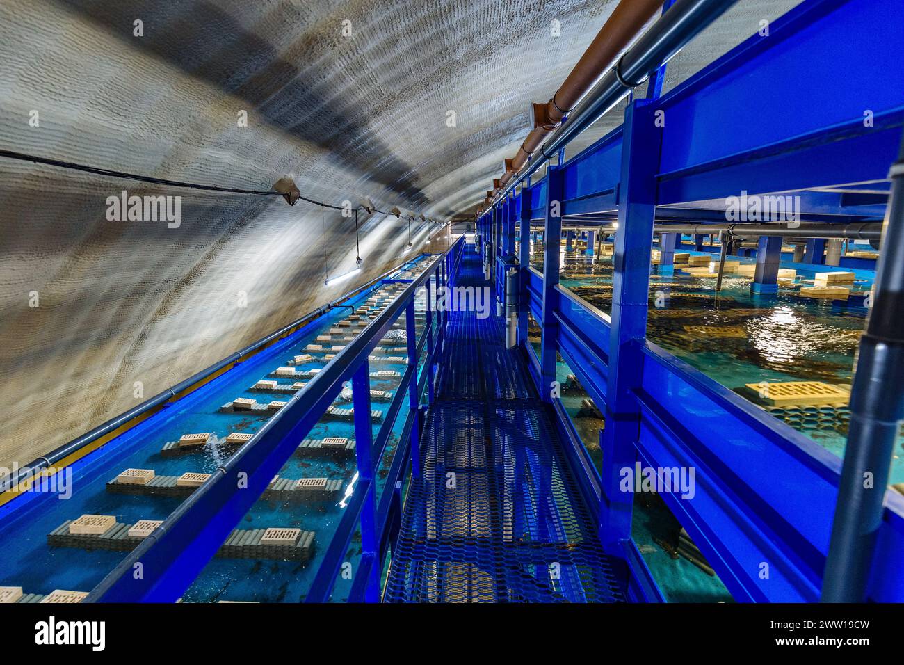 Water basins with automatic feeding and water recirculation for growing ...