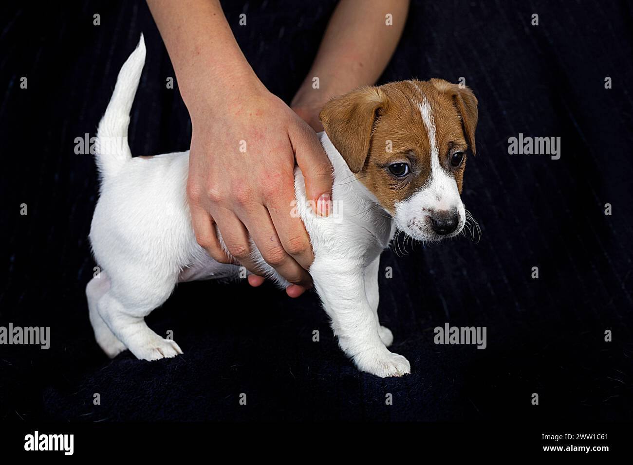 hold with your hands a beautiful little Jack Russell Terrier puppy on a ...