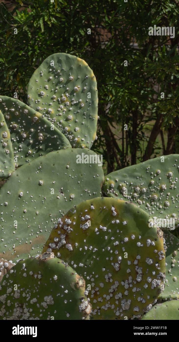 Nopal enduring arid climate, resilient beauty Stock Photo