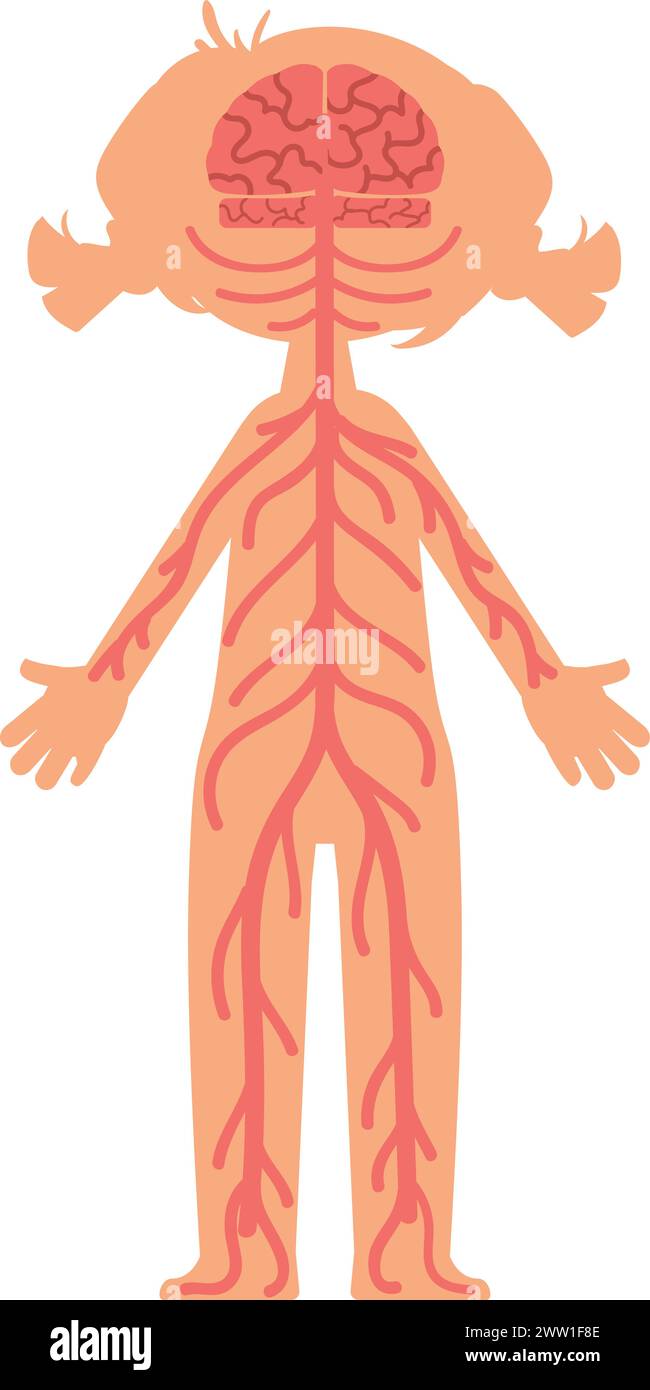 Human nervous system. Body structure. Kid anatomy Stock Vector