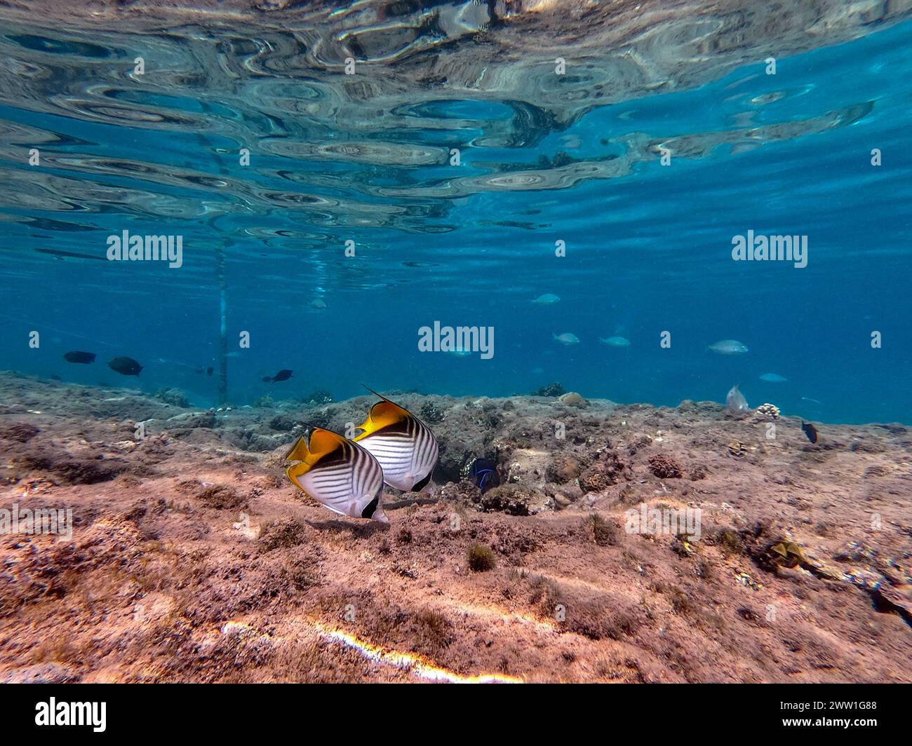 Tropical Threadfin butterflyfish  known as Chaetodon auriga underwater at the coral reef. Underwater life of reef with corals and tropical fish. Coral Stock Photo