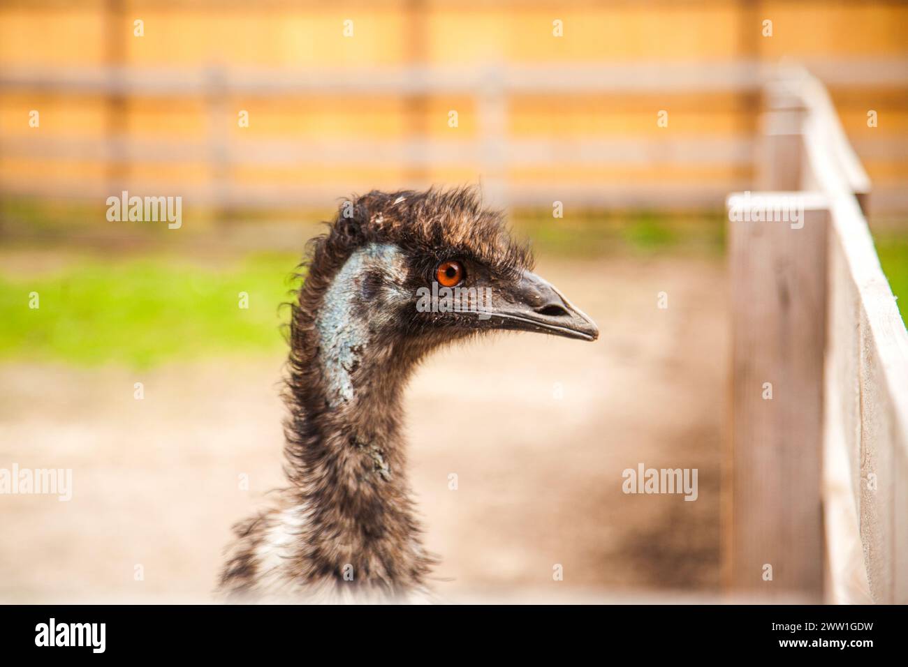 Close up view of australian ostrich emu known as Dromaius ...