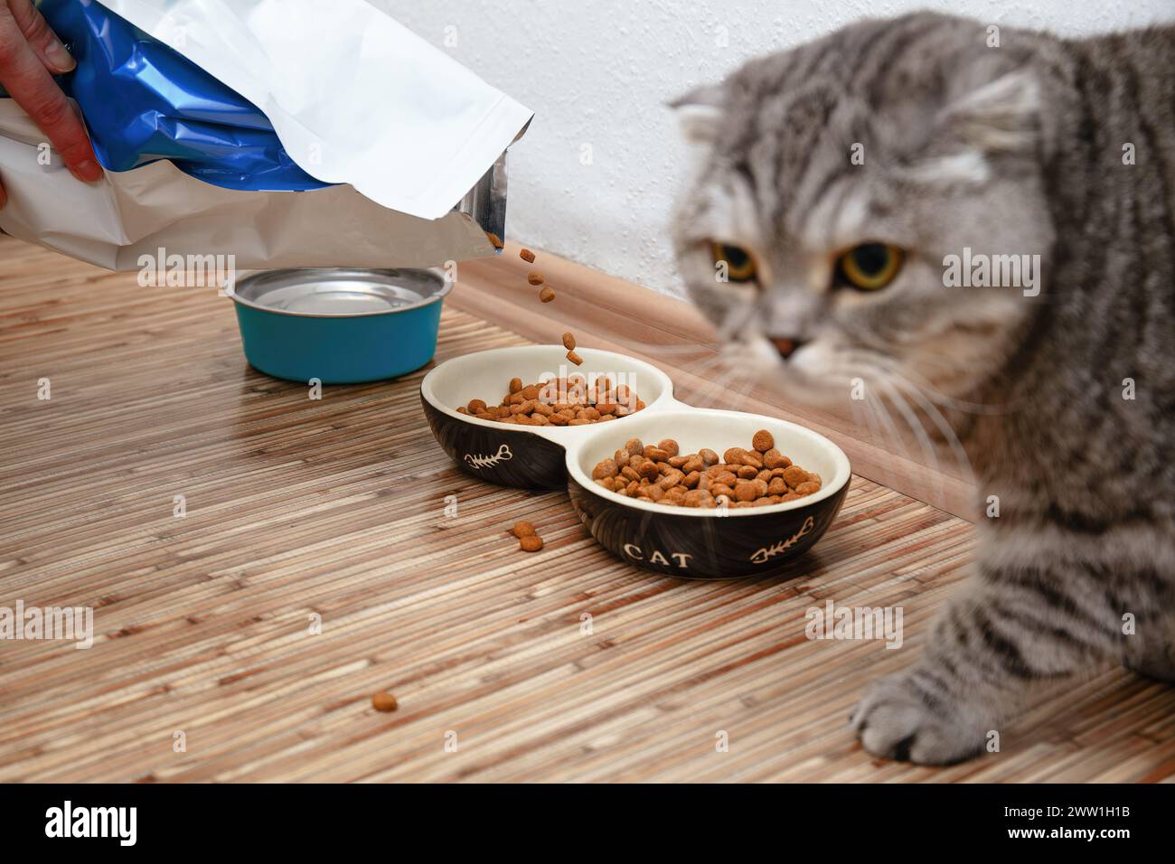 Pet owner filled with dry pet food pet bowl from big open package of food, grey striped cat watches and wait when bowl will be filled by cat dry food. Stock Photo