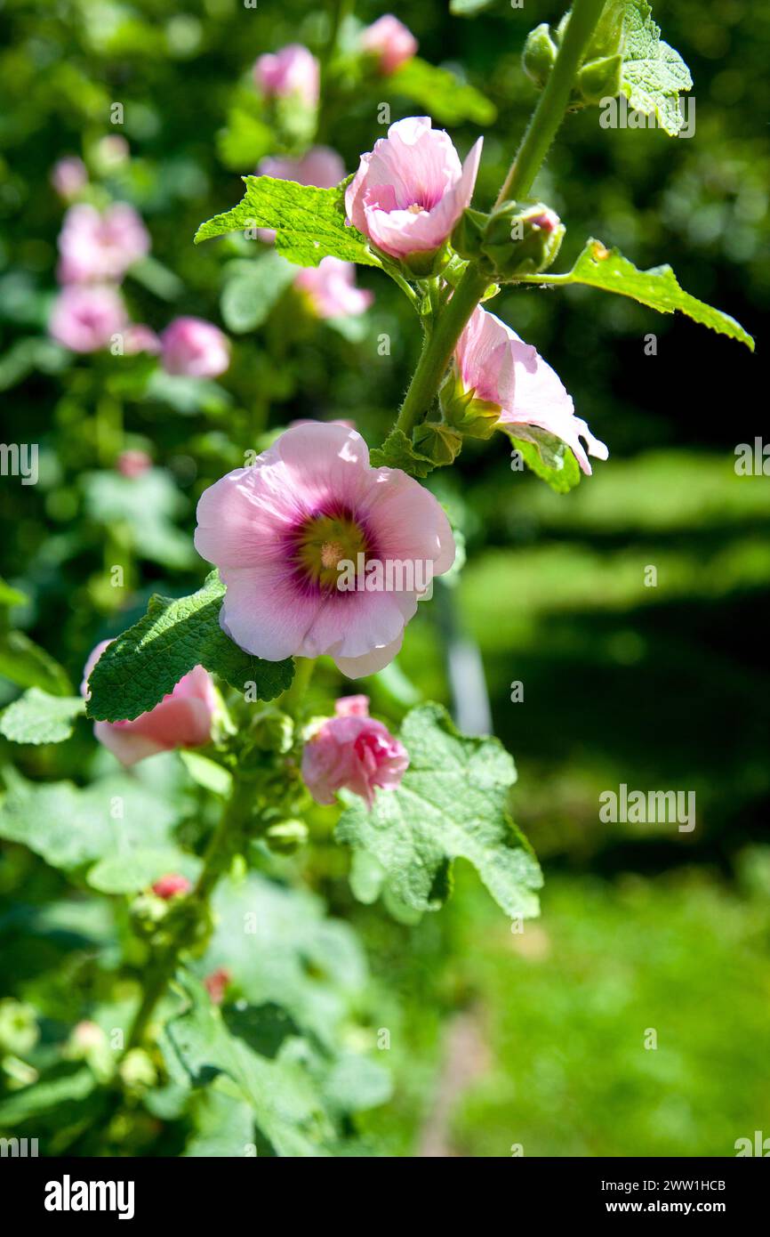 White-pink flowers of musk mallow or lavatera with a yellow center lit by the sun in the courtyard of the house in summer. Mallow flowers, selective f Stock Photo