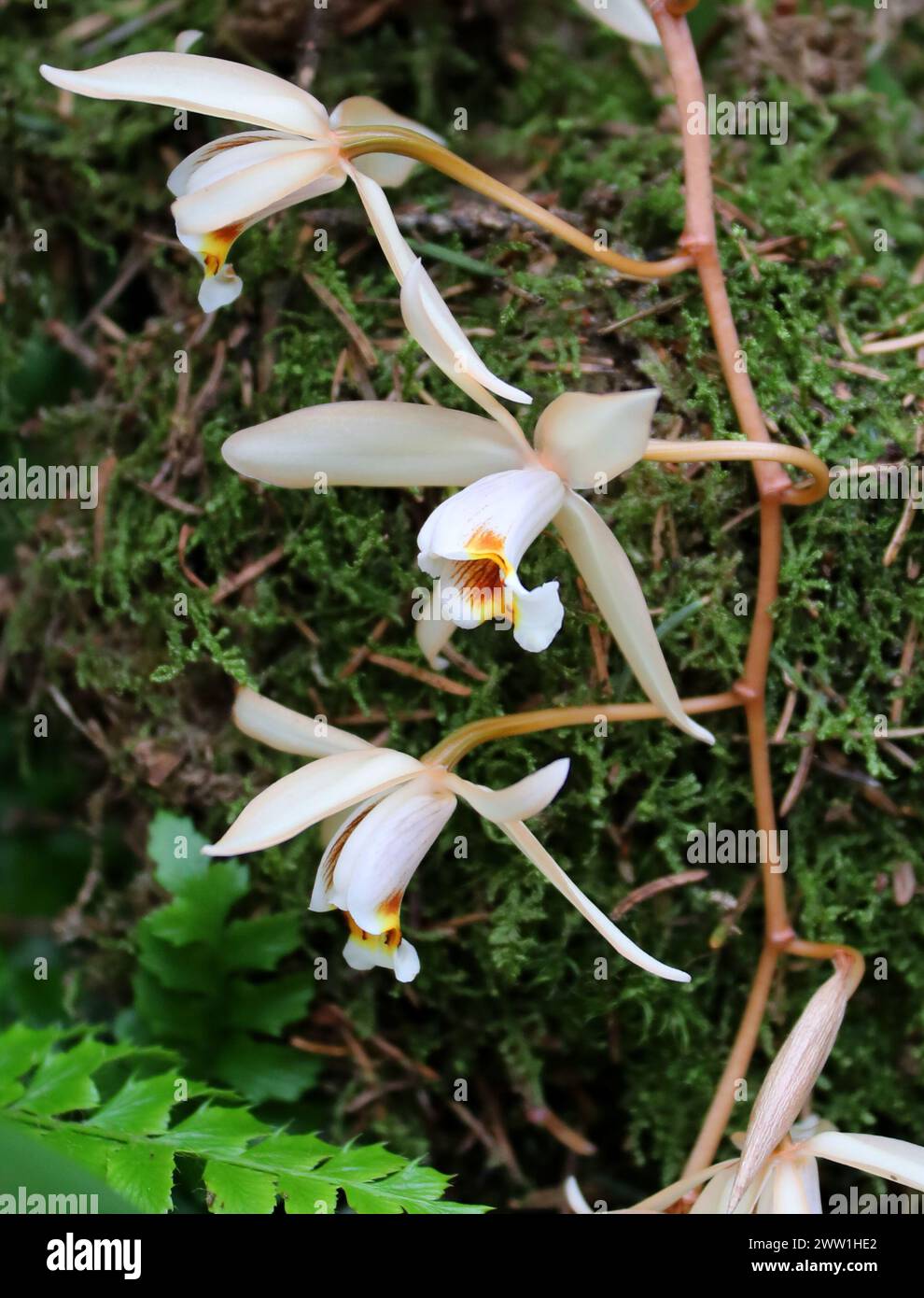 Bearded Coelogyne or Loose Coelogyne Orchid, Coelogyne flaccida, Orchidaceae. Stock Photo
