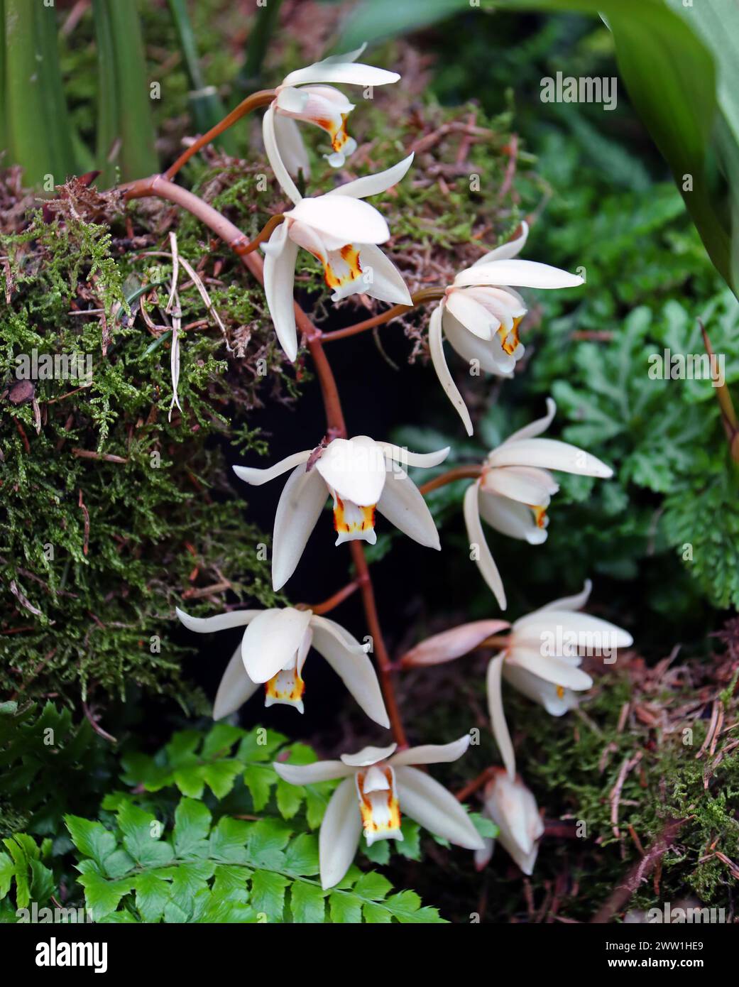 Bearded Coelogyne or Loose Coelogyne Orchid, Coelogyne flaccida, Orchidaceae. Stock Photo