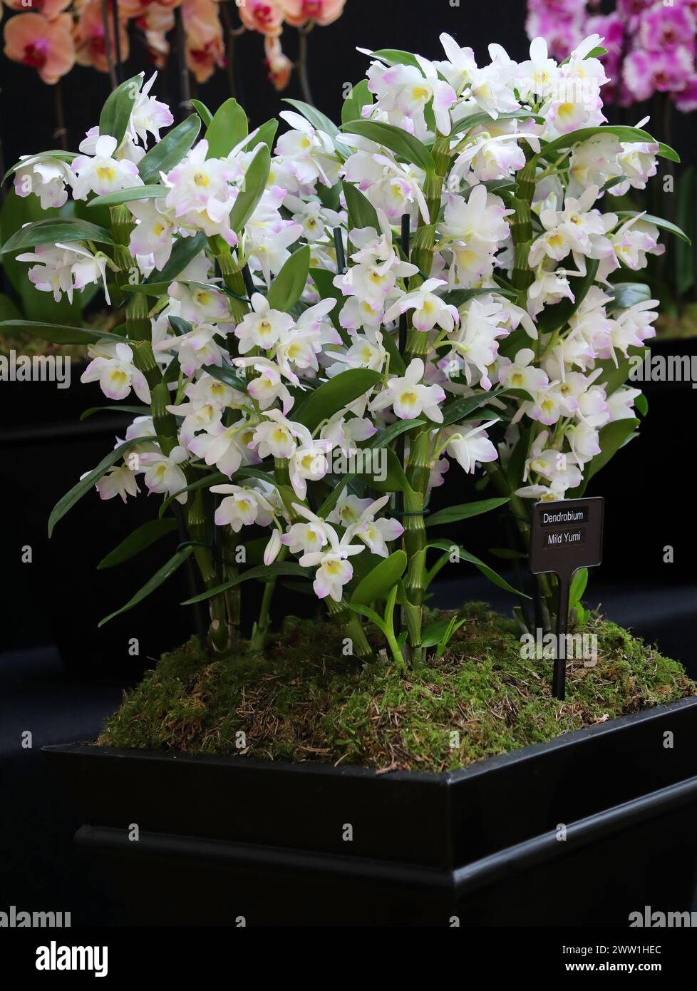 Orchid, Dendrobium Mild Yumi, Dendrobiinae, Orchidaceae. Dendrobium is a genus of mostly epiphytic and lithophytic orchids in the family Orchidaceae. Stock Photo