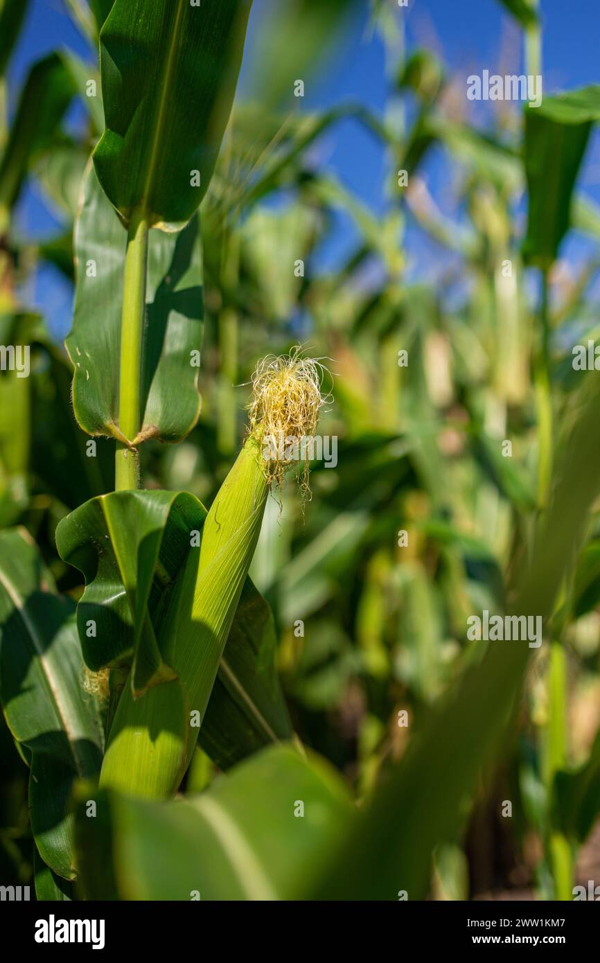Corn planiting on countryside farm. Stock Photo