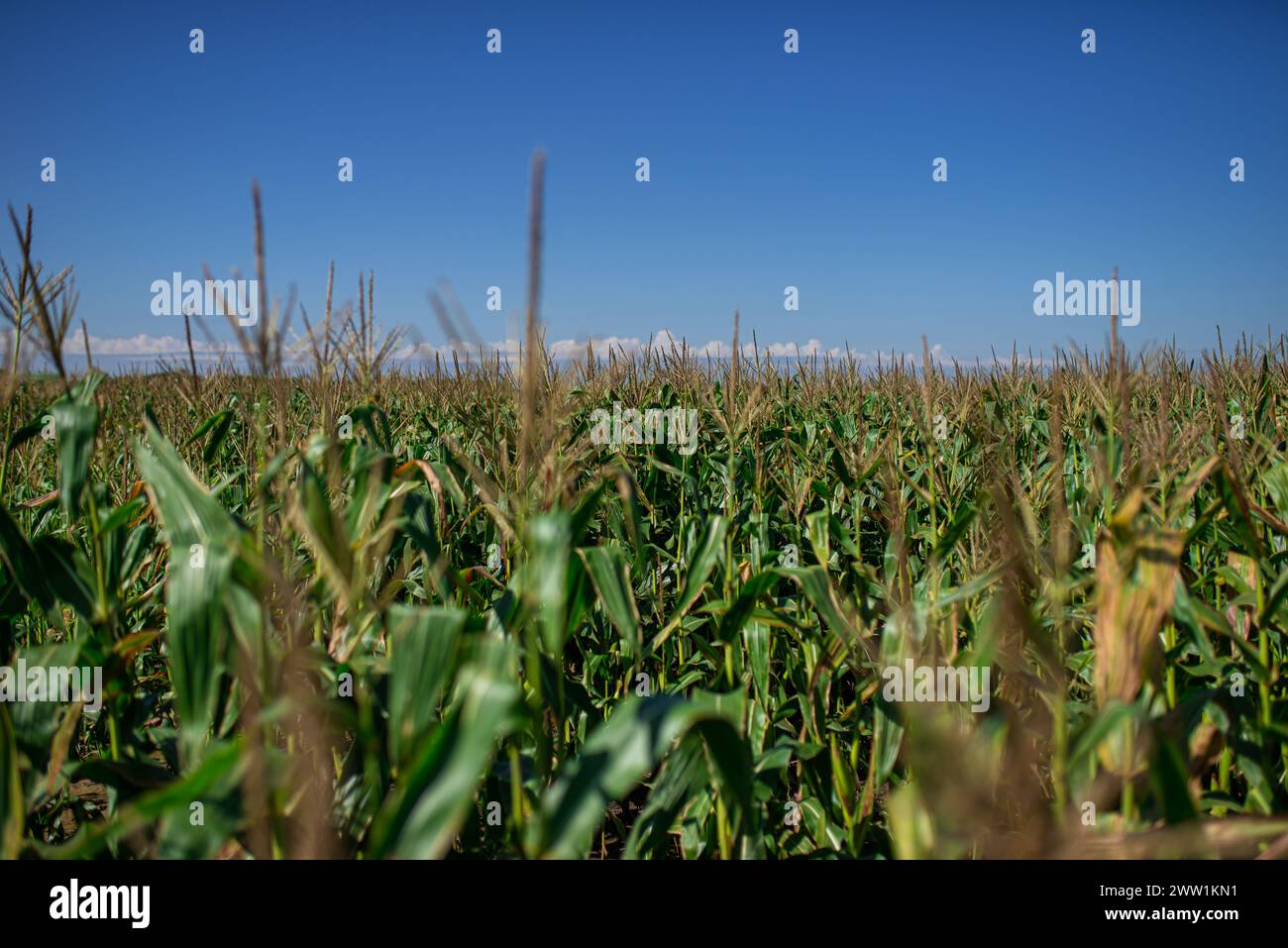 Corn planiting on countryside farm. Stock Photo