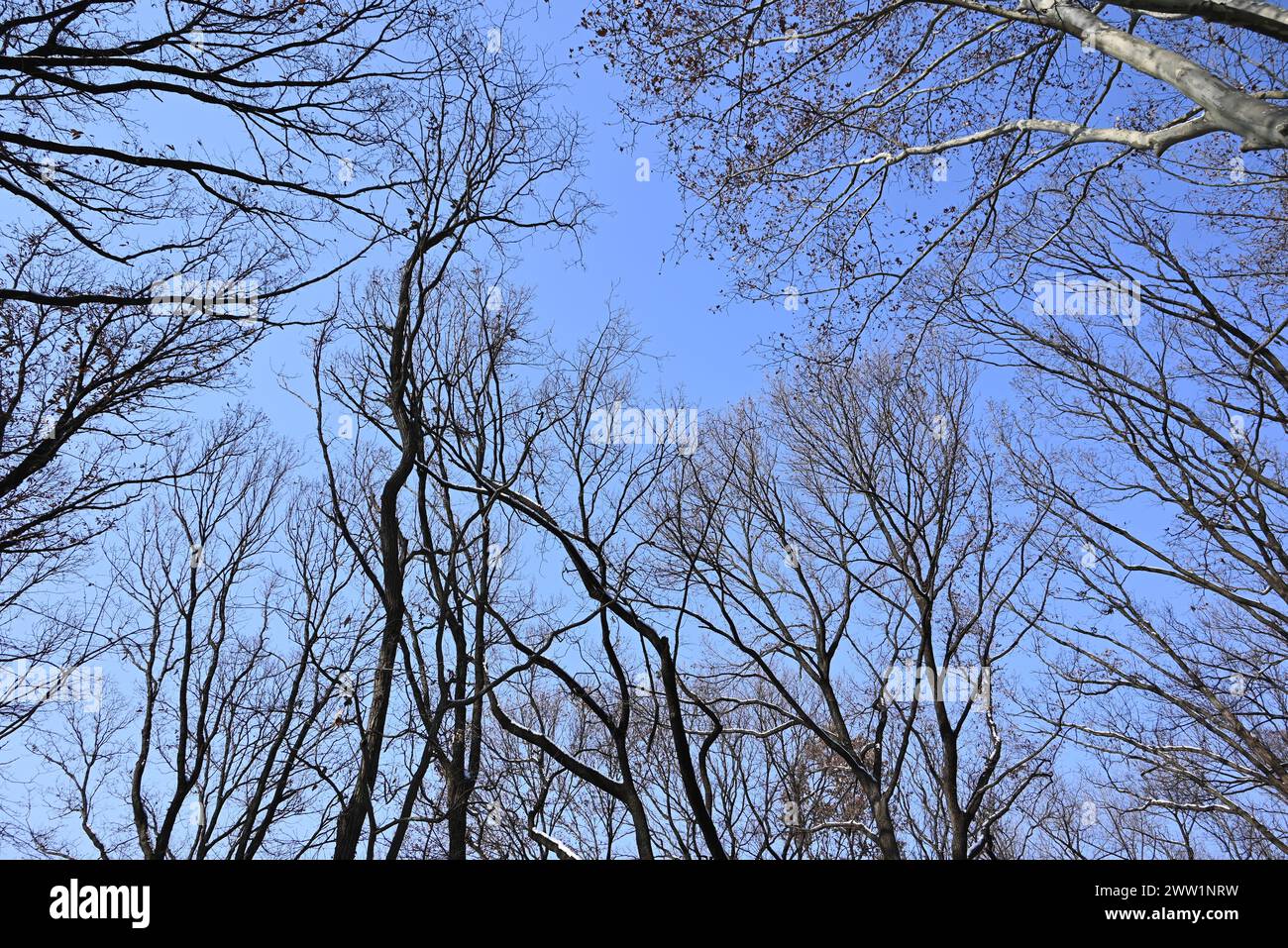 branches of trees in the forest against blue sky in winter Stock Photo ...