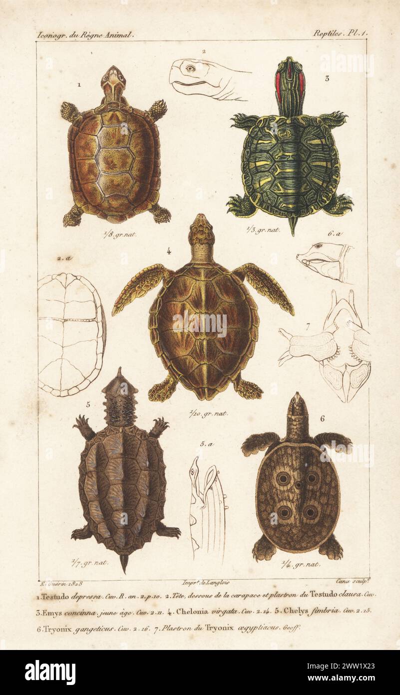 Gopher tortoise, Gopherus polyphemus 1, river cooter, Pseudemys concinna 2, endangered green sea turtle, Chelonia mydas 3, mata mata, Chelus fimbriata 4, endangered Indian softshell turtle, Nilssonia gangetica 5. Handcoloured stipple copperplate engraving by Jean-Dominique-Étienne Canu after an illustration by Felix-Edouard Guérin-Méneville from his Iconographie du règne animal de George Cuvier, Iconography of the Animal Kingdom by George Cuvier, J. B. Bailliere, Paris, 1829-1844. Stock Photo