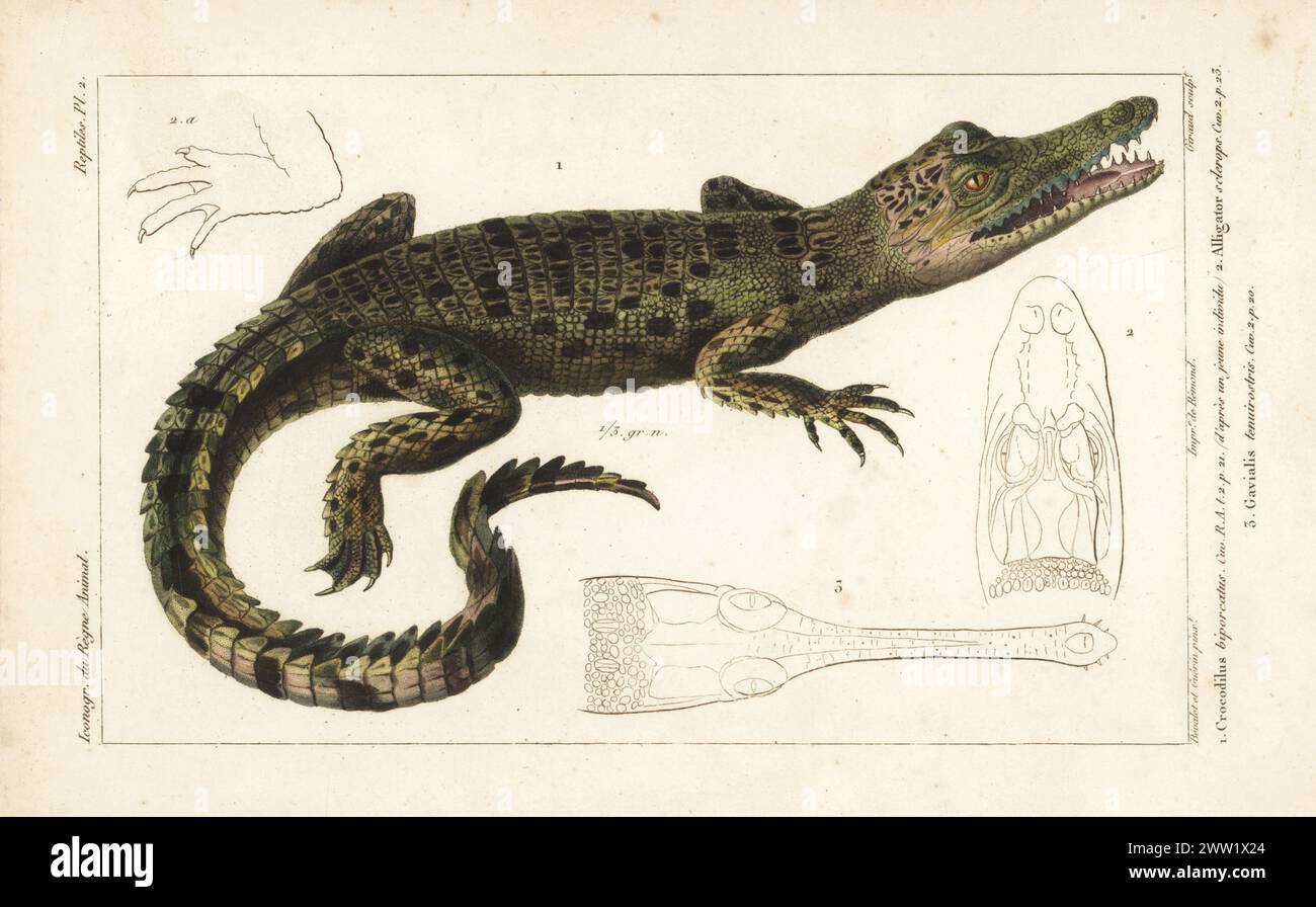 Saltwater crocodile, Crocodylus porosus 1. Head and foot of  the broad-snouted caiman, Caiman latirostris 2, and head of the critically endangered gharial, Gavialis gangeticus 3. Handcoloured stipple copperplate engraving by Eugene Giraud after an illustration by Felix-Edouard Guérin-Méneville and Louis Victor Bévalet from Guérin-Méneville’s Iconographie du règne animal de George Cuvier, Iconography of the Animal Kingdom by George Cuvier, J. B. Bailliere, Paris, 1829-1844. Stock Photo