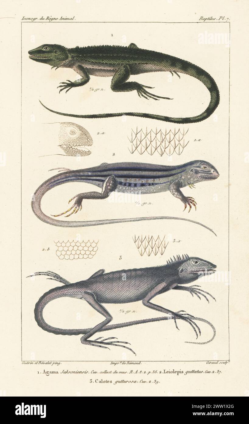 Jacky lashtail, Amphibolurus muricatus 1, giant butterfly lizard, Leiolepis guttata 2, and green crested lizard, Bronchocela cristatella 3. Agama jasoniensis, Leiolepis guttatus, Calotes gutturosa. Handcoloured stipple copperplate engraving by Eugene Giraud after an illustration by Felix-Edouard Guérin-Méneville and Louis Victor Bévalet from Guérin-Méneville’s Iconographie du règne animal de George Cuvier, Iconography of the Animal Kingdom by George Cuvier, J. B. Bailliere, Paris, 1829-1844. Stock Photo