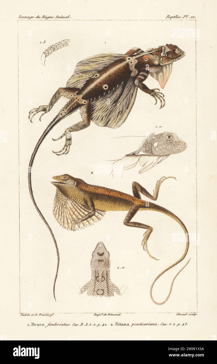 Fringed flying dragon or crested gliding lizard, Draco fimbriatus 1, and Pondichery fan-throated lizard, Sitana ponticeriana. Handcoloured stipple copperplate engraving by Eugene Giraud after an illustration by Felix-Edouard Guérin-Méneville and Edouard Travies from Guérin-Méneville’s Iconographie du règne animal de George Cuvier, Iconography of the Animal Kingdom by George Cuvier, J. B. Bailliere, Paris, 1829-1844. Stock Photo