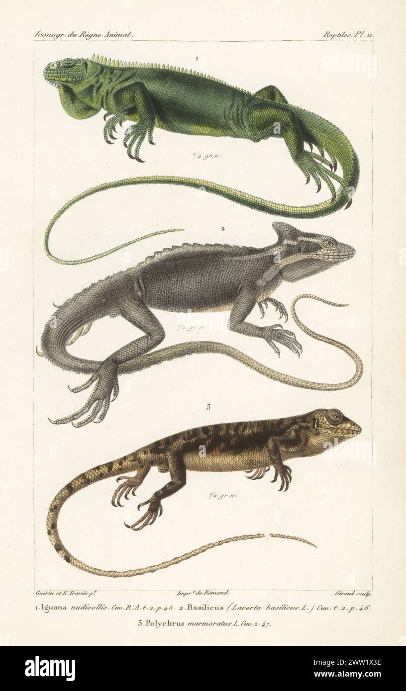 Iconography of the animal kingdom by george cuvier hi-res stock ...