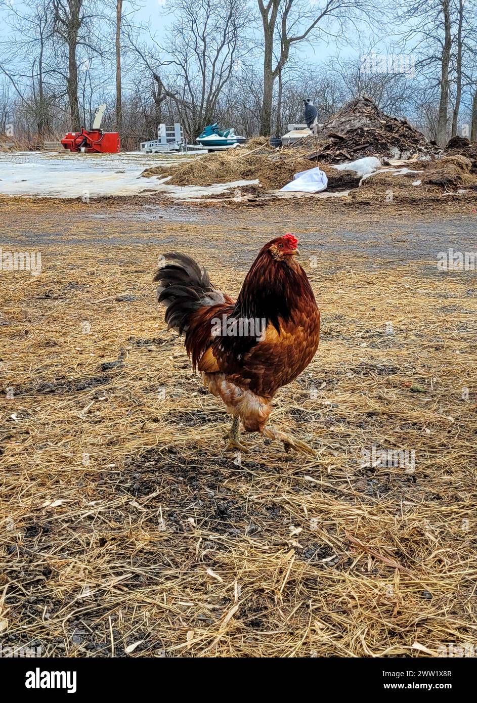 Chickens hanging out in casual camaraderie Stock Photo - Alamy