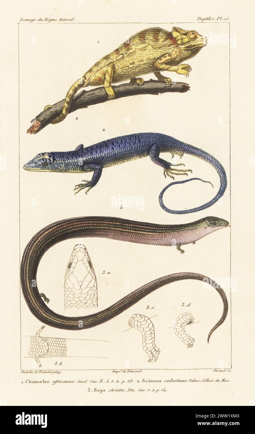 African chameleon or Sahel chameleon, Chamaeleo africanus 1, emerald tree skink, Lamprolepis smaragdina 2, and western (or Iberian) three-toed skink, Chalcides striatus 3. Handcoloured stipple copperplate engraving by Eugene Giraud after an illustration by Felix-Edouard Guérin-Méneville and Edouard Travies from Guérin-Méneville’s Iconographie du règne animal de George Cuvier, Iconography of the Animal Kingdom by George Cuvier, J. B. Bailliere, Paris, 1829-1844. Stock Photo