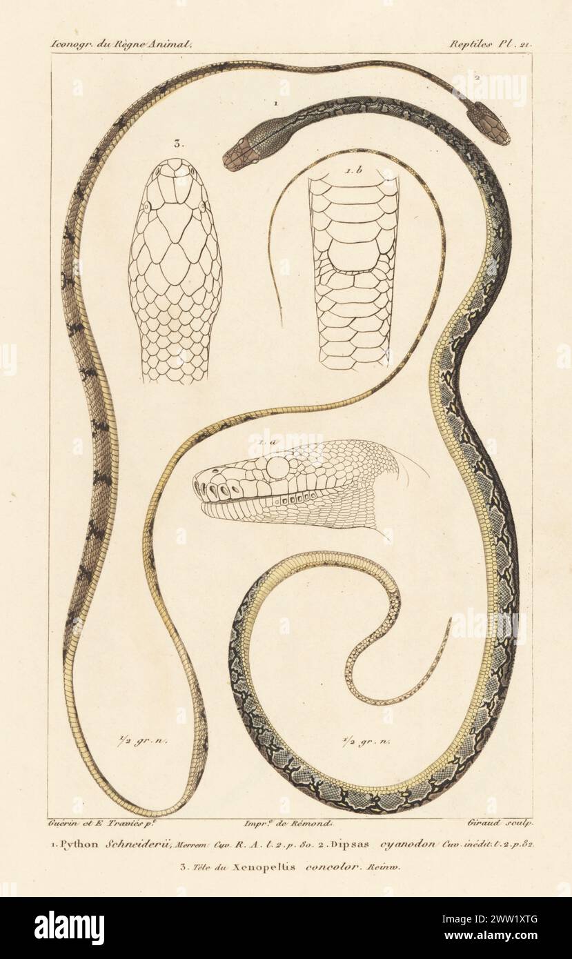 Reticulated python, Malayopython reticulatus 1, dog-toothed cat snake, Boiga cynodon 2, and head of sunbeam snake, Xenopeltis concolor 3. Handcoloured stipple copperplate engraving by Eugene Giraud after an illustration by Felix-Edouard Guérin-Méneville and Edouard Travies from Guérin-Méneville’s Iconographie du règne animal de George Cuvier, Iconography of the Animal Kingdom by George Cuvier, J. B. Bailliere, Paris, 1829-1844. Stock Photo