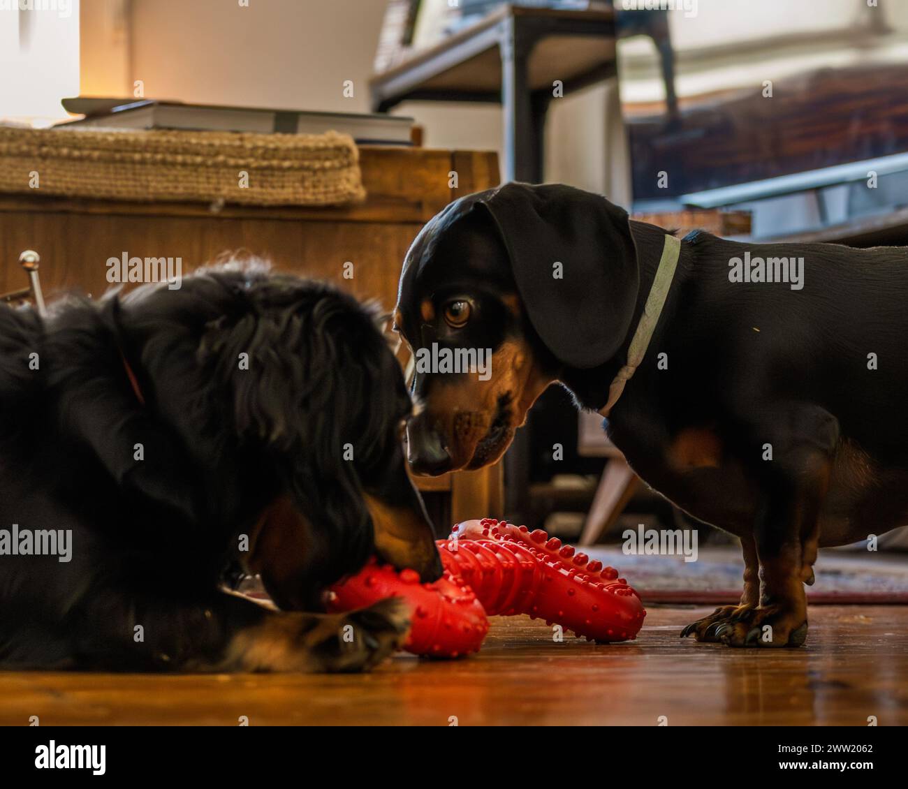 Two dogs engage in a playful game of tug-of-war indoors Stock Photo - Alamy