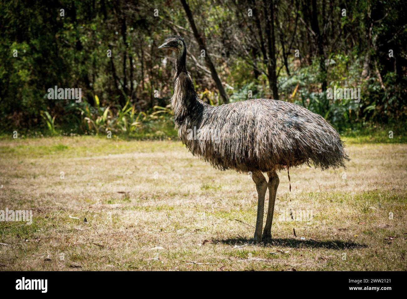 A solitary emu wandering through the Australian bush landscape. Stock Photo