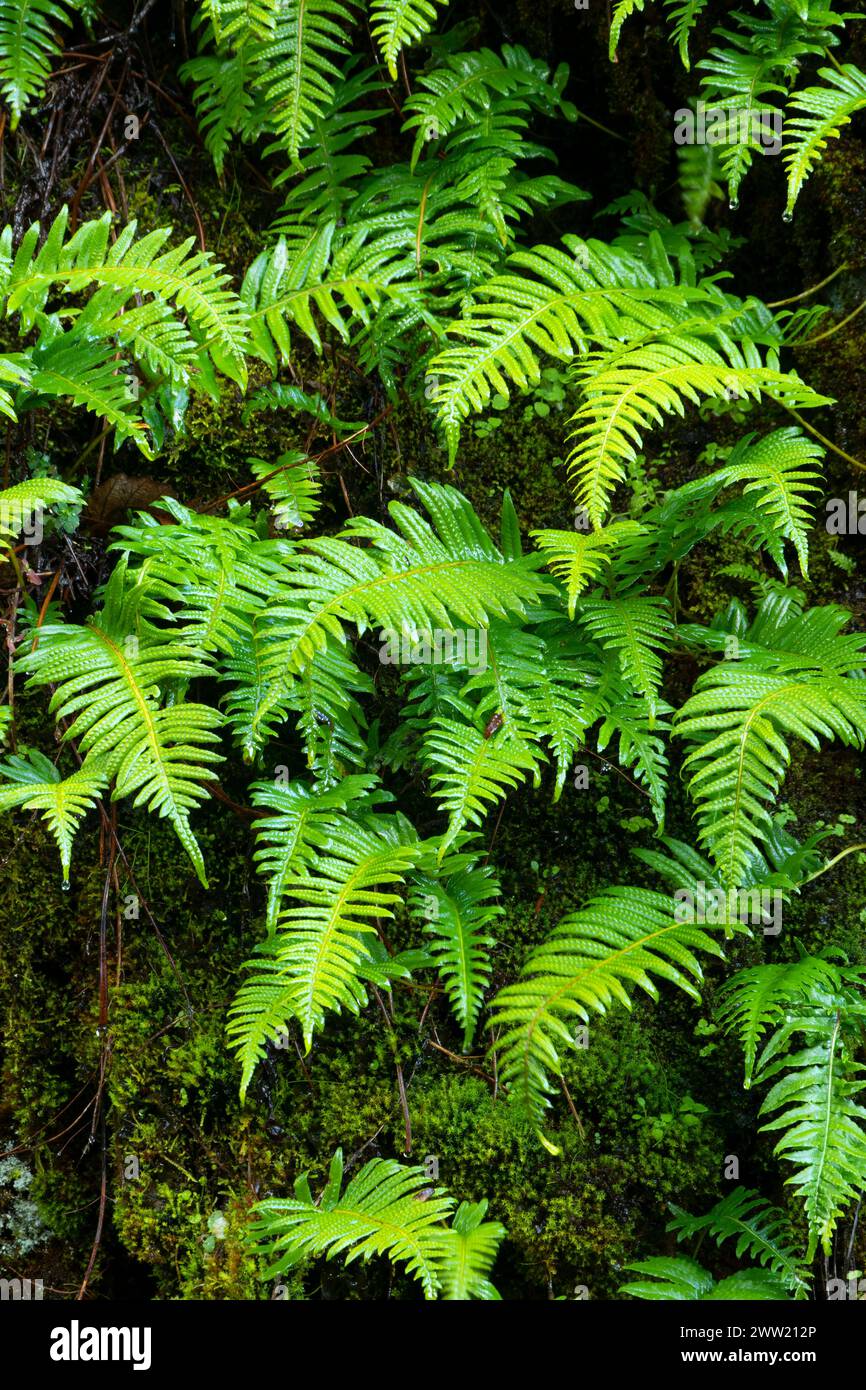 Licorice fern (Polypodium glycyrrhiza), Quartzville Creek Wild and