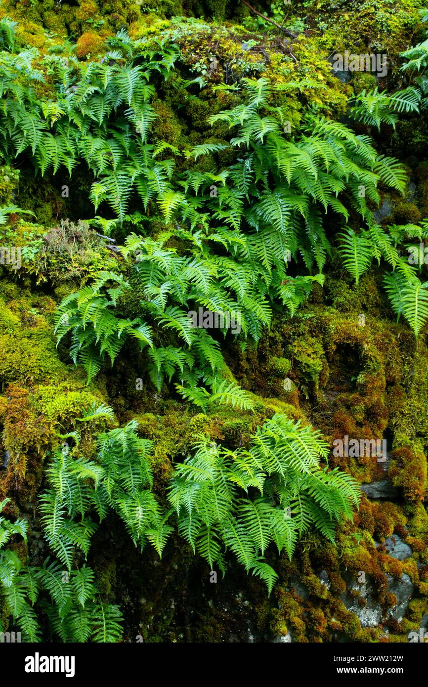 Licorice fern (Polypodium glycyrrhiza), Quartzville Creek Wild and