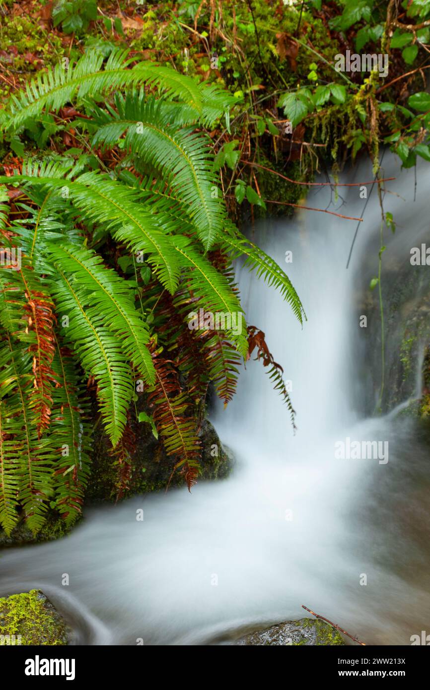 Western sword fern (Polystichum munitum) by seasonal falls, Quartzville ...