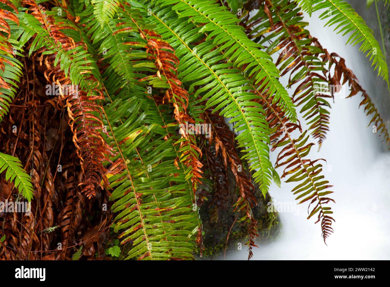 Western sword fern (Polystichum munitum) by seasonal falls, Quartzville ...