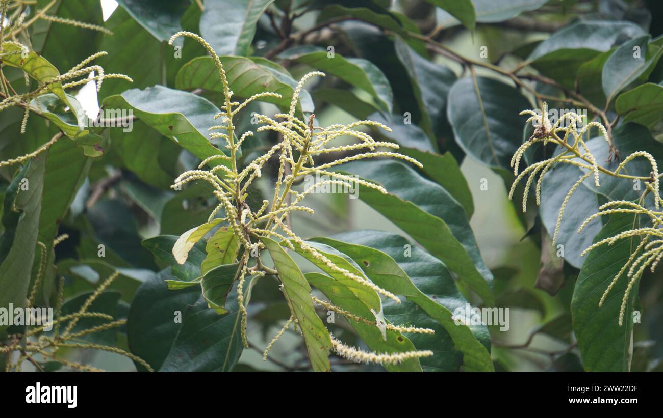 Castanea mollissima (Chinese chestnut, sarangan, berangan, Saninten, Castanopsis argentea, rambutan hutan) flower Stock Photo