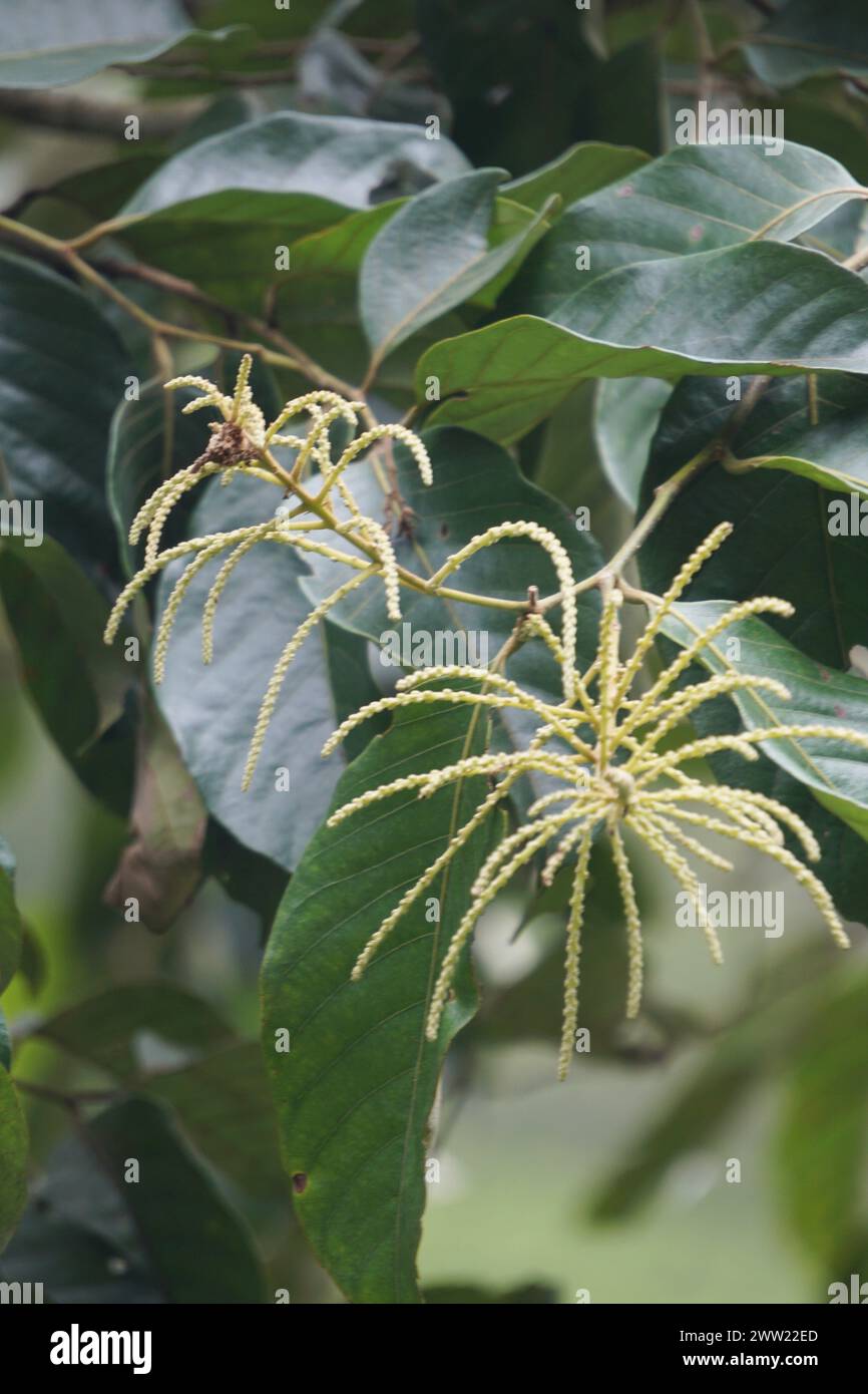 Castanea mollissima (Chinese chestnut, sarangan, berangan, Saninten, Castanopsis argentea, rambutan hutan) flower Stock Photo
