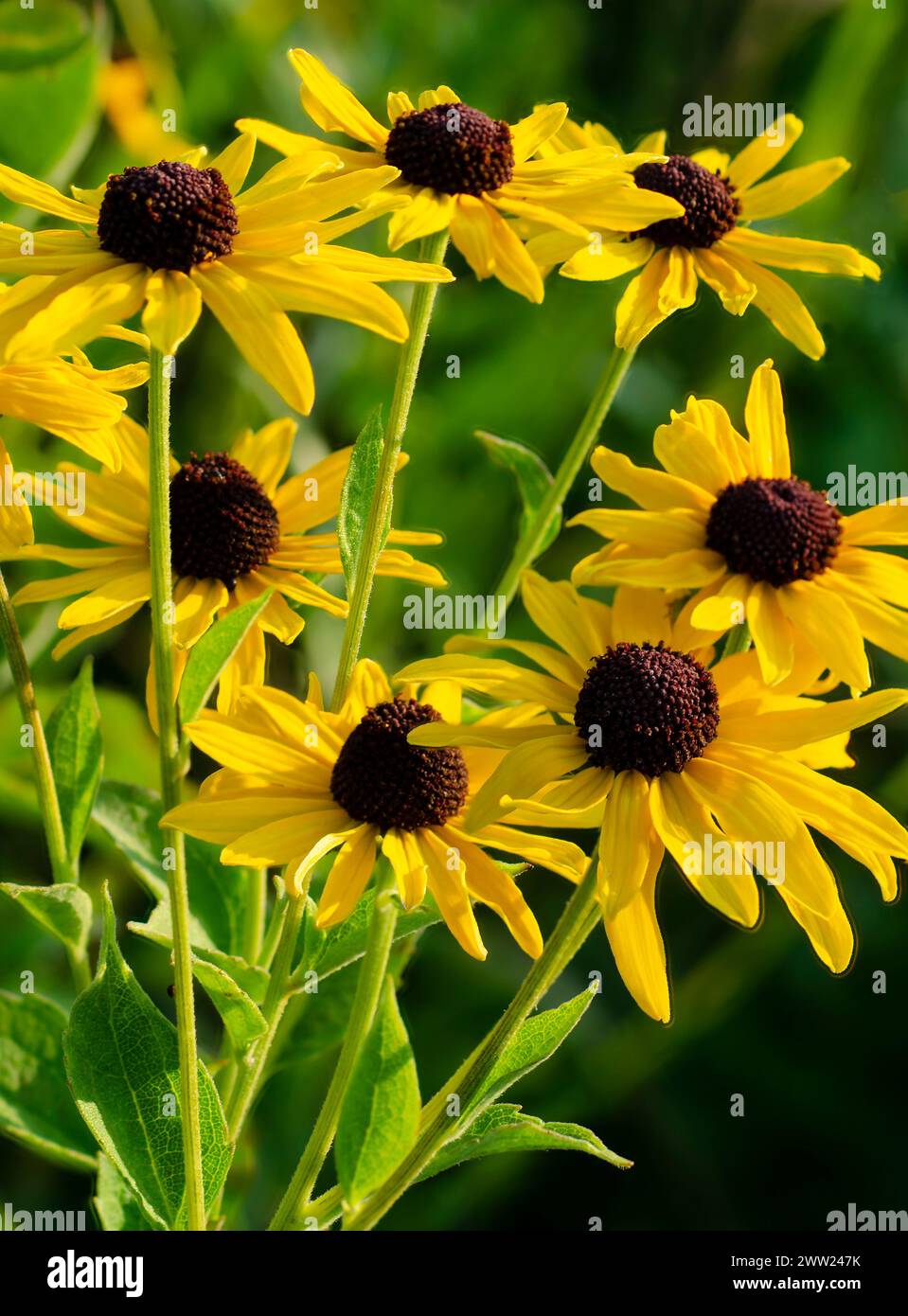 Black-eyed Susan (Rudbeckia hirta) blooms are very common at Nachusa Grasslands Nature Conservancy, Lee & Ogle Counties, Illinois Stock Photo